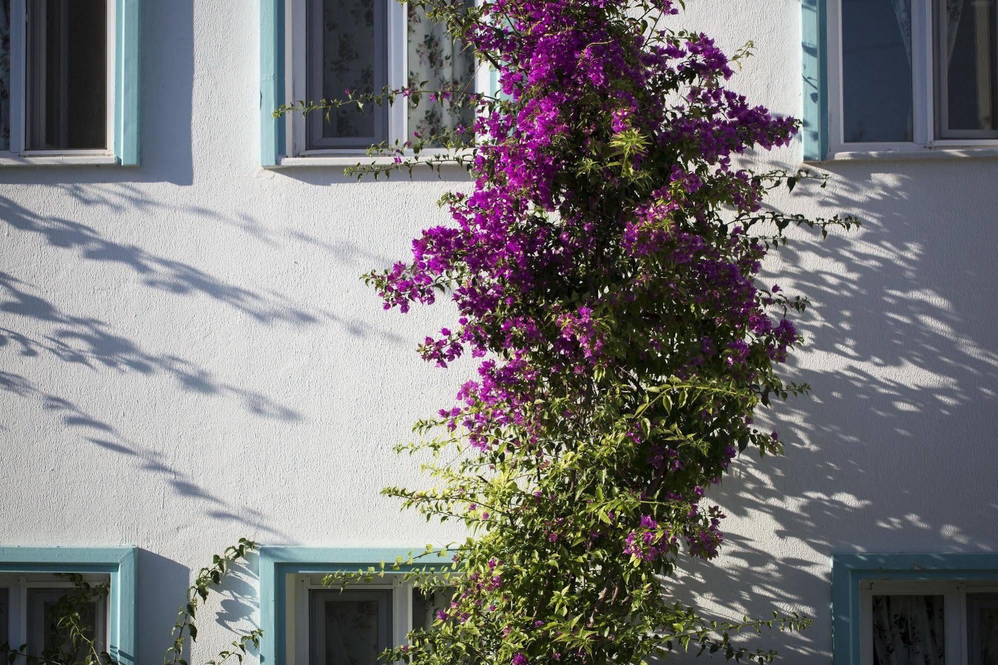 Istanbul Hotel Bodrum ทูร์คบูคู ภายนอก รูปภาพ